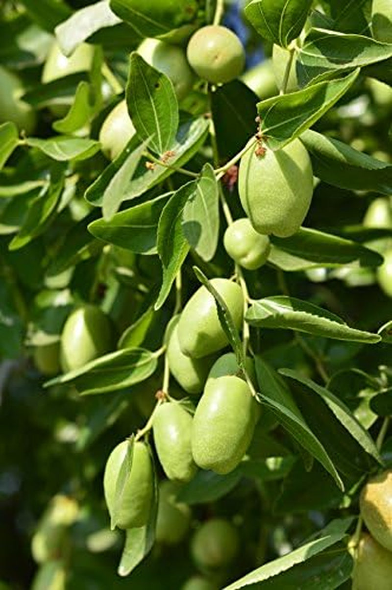 Jojoba Oil, USDA Certified Organic,Pure & Natural, Cold Pressed Virgin, Unrefined, Haxane Free (Small (2Oz, 56Ml))